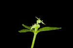 Licorice bedstraw